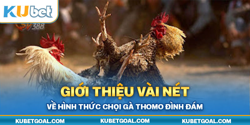 Giới thiệu vài nét về hình thức chọi gà Thomo đình đám