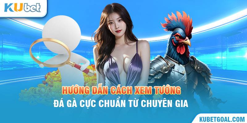 Hướng dẫn cách xem tướng gà đá cực chuẩn từ chuyên gia