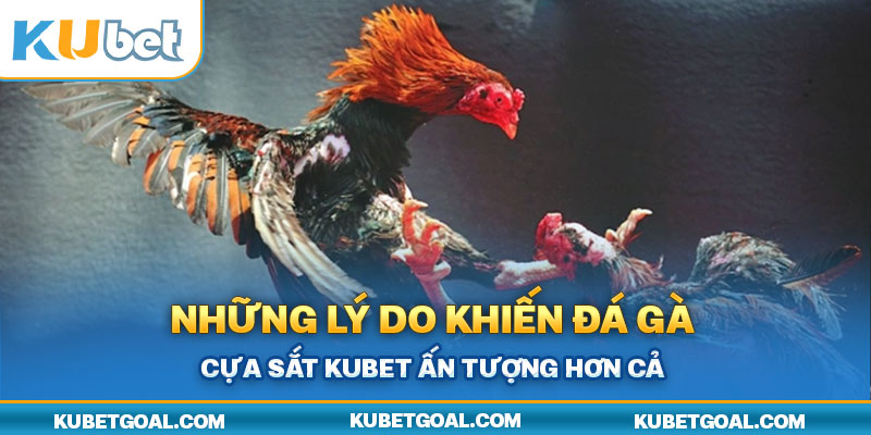 Những lý do khiến đá gà cựa sắt Kubet ấn tượng hơn cả